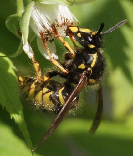 Réf. 204 834 : Dolichovespula saxonica